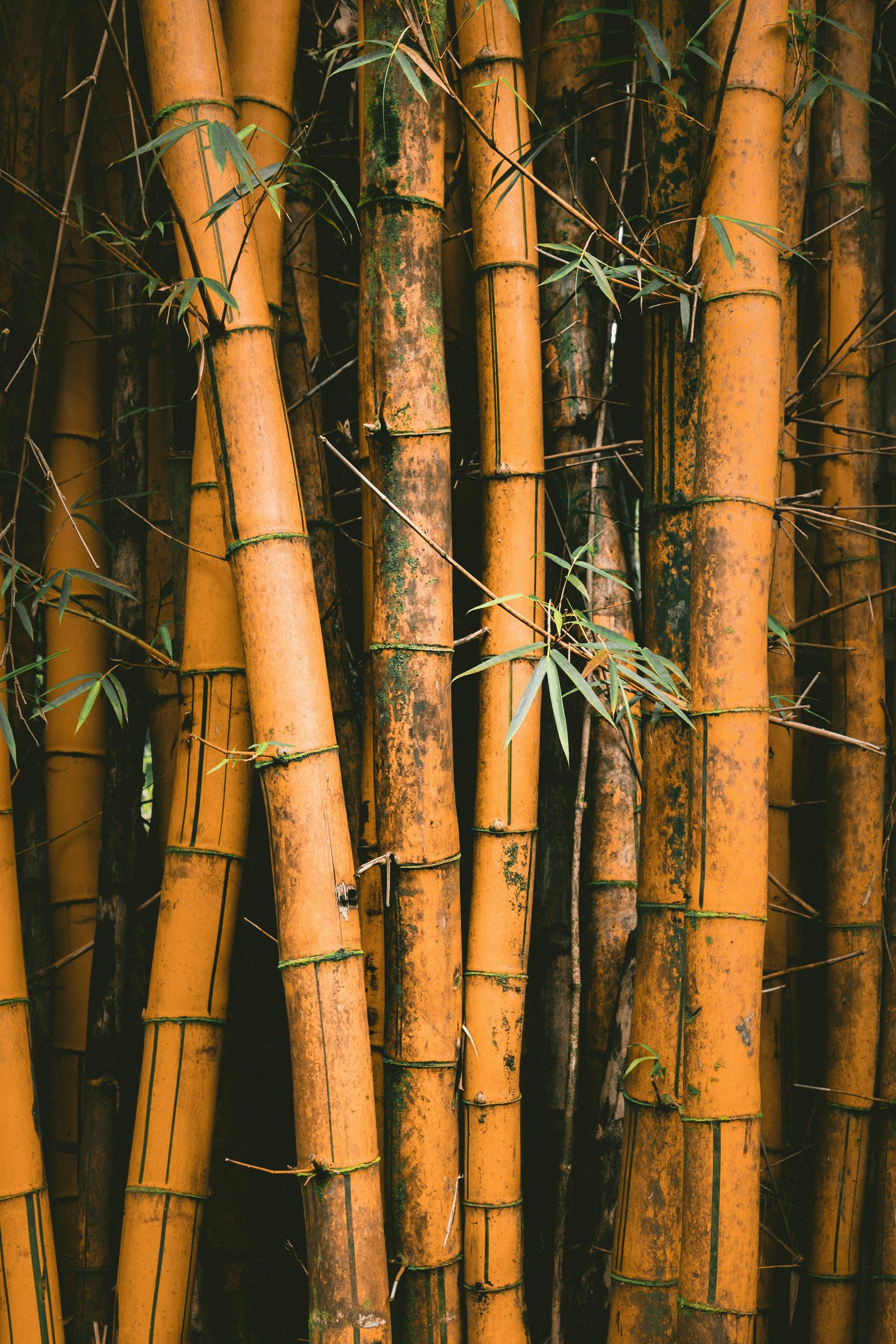Close detail of bamboo stalks — natural, low-impact material