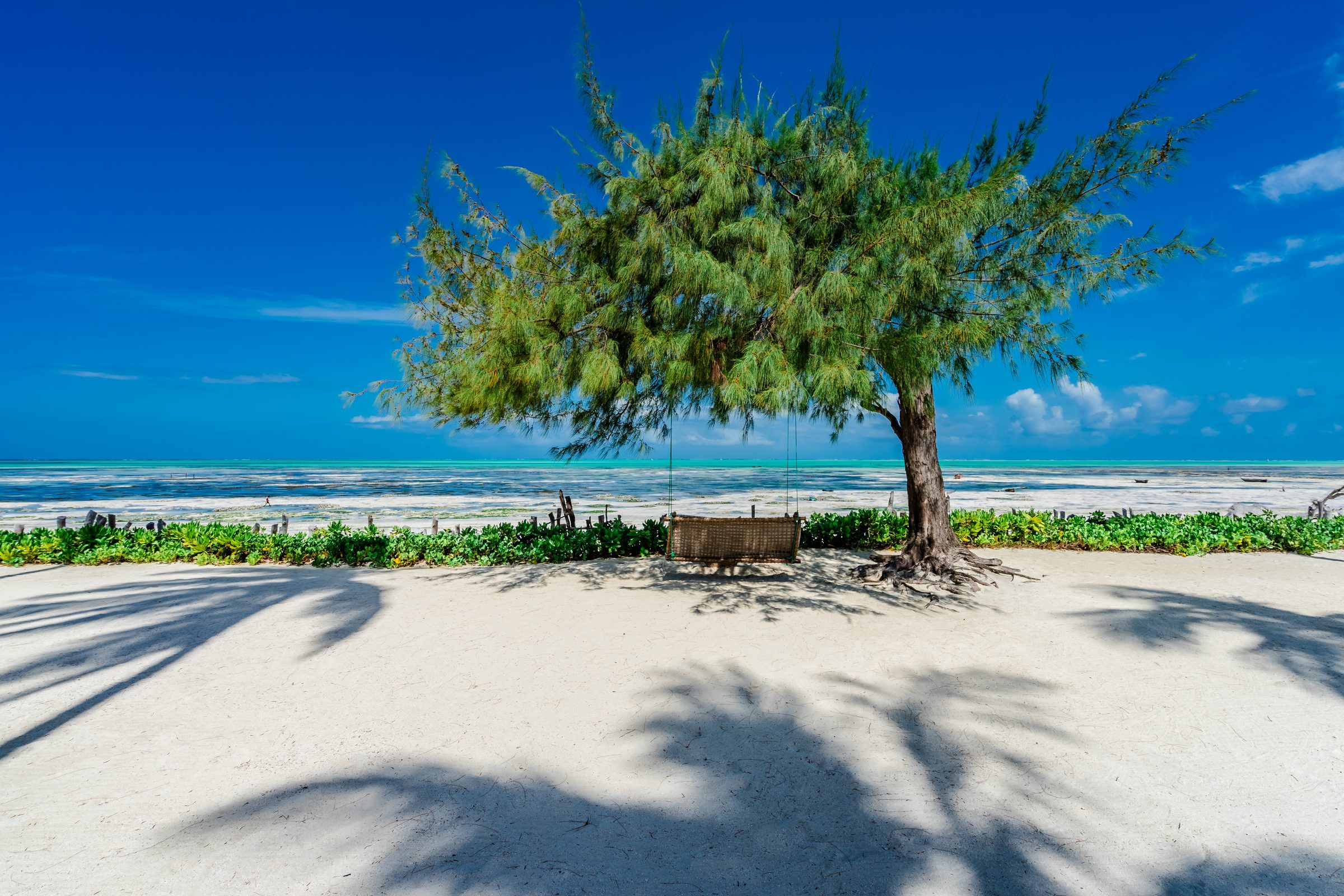 Jambiani beach, Zanzibar — a swing seat under a casuarina tree at the shoreline